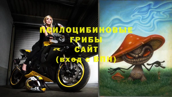 прущие грибы Новокубанск